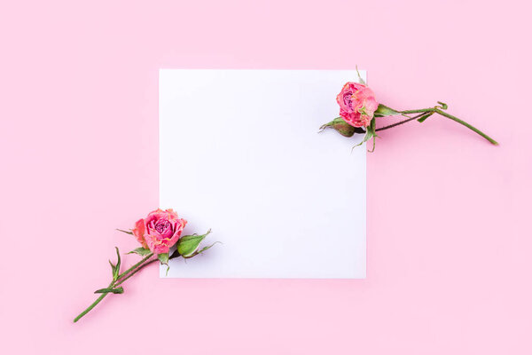 Dried rose flowers on white and pink background.