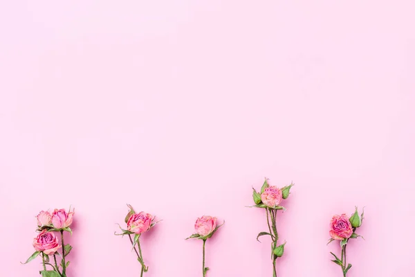 Dried rose flowers on pink background. — Stock Photo, Image