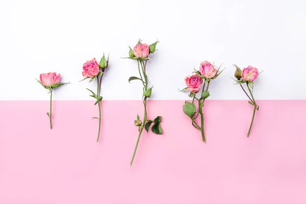 Gedroogde roos bloemen op witte en roze achtergrond. — Stockfoto