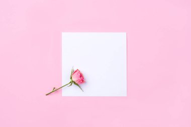 Pembe arka planda kurumuş gül çiçeği.