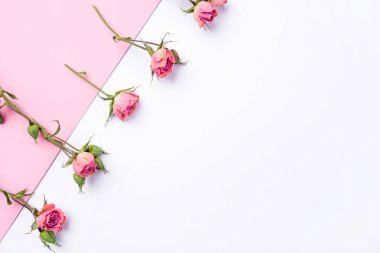 Beyaz ve pembe arka planda kurumuş gül çiçekleri çerçevesi.