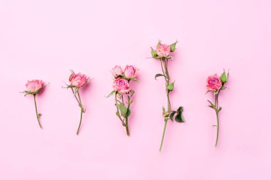 Pembe arka planda kurumuş gül çiçekleri.