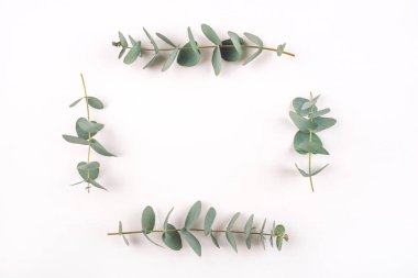 Beyaz arkaplanda yeşil okaliptüs dalları.