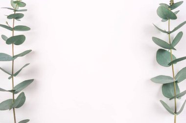 Beyaz arkaplanda yeşil okaliptüs dalları.