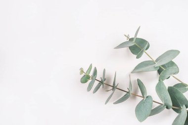 Beyaz arkaplanda yeşil okaliptüs dalları.