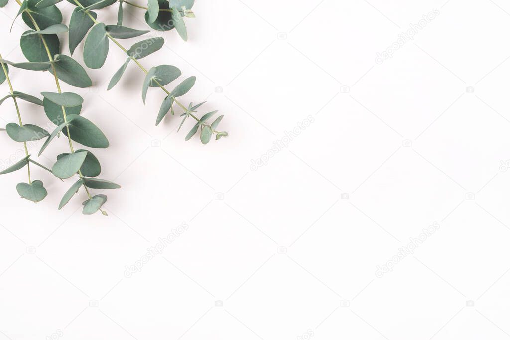 Green eucalyptus branches on a white background.