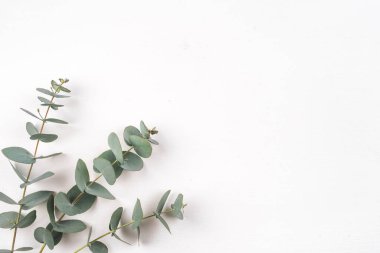 Beyaz arkaplanda yeşil okaliptüs dalları.