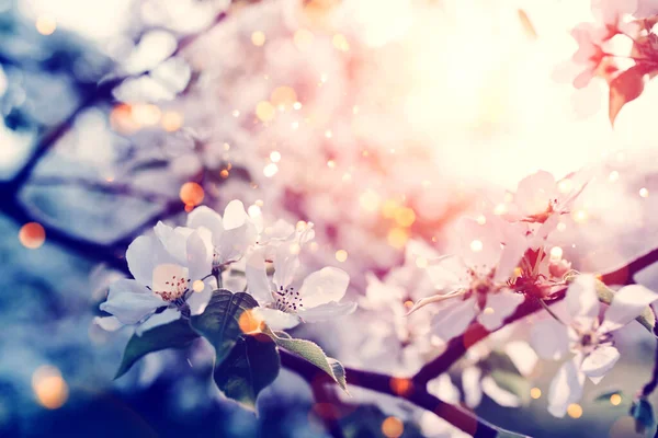 아름다운 사과 꽃. 부드러운 초점을 가진 봄의 배경. — 스톡 사진