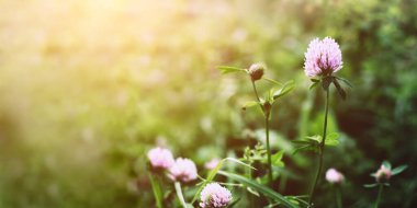 Yaz zamanı. Güneşli bir günbatımının arka planında güzel bir yonca.