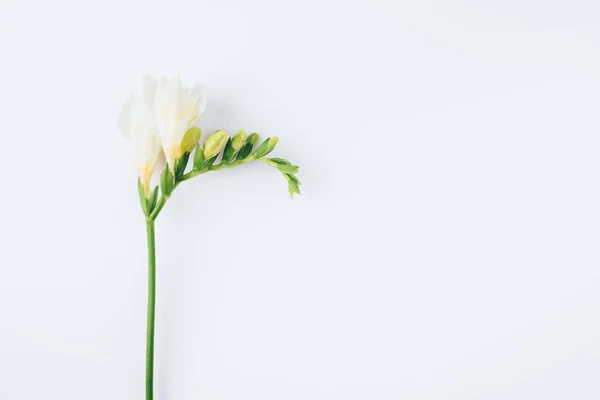 Квітковий фон. Одна квітка фрезії на білому тлі . — стокове фото