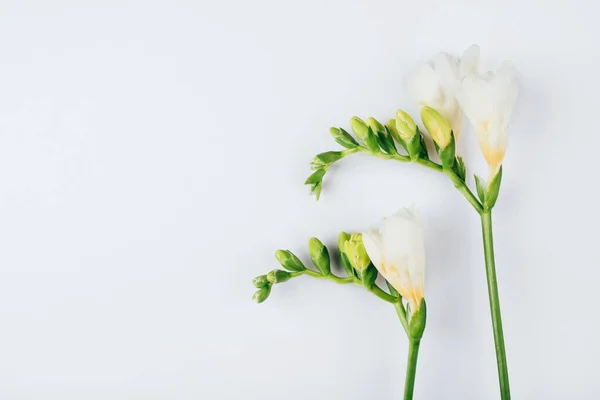 Квітковий фон. Квіти Фрезії на білому тлі . — стокове фото