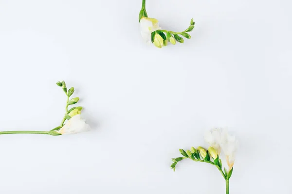 Çiçek arkaplan. Beyaz arkaplanda Frezya çiçekleri. — Stok fotoğraf
