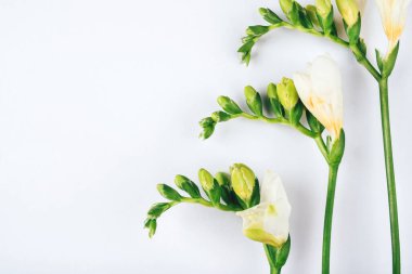 Çiçek arkaplan. Beyaz arkaplanda Frezya çiçekleri.