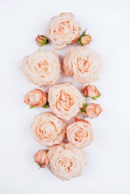 Bahar arka planı. Beyaz arka planda gül çiçekleri.