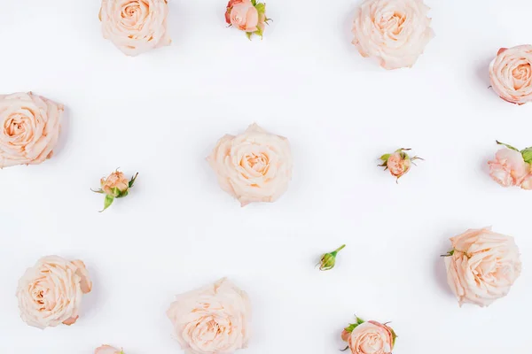 Весняний фон. Квіти троянд на білому тлі . — стокове фото