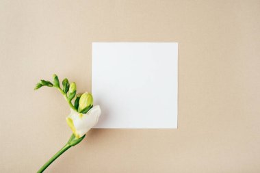 Çiçek arkaplan. Bej arkaplanda bir frezya çiçeği.