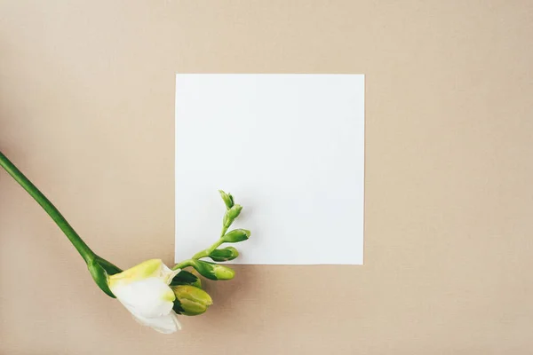 Fondo floral. Una flor de freesia sobre un fondo beige. — Foto de Stock