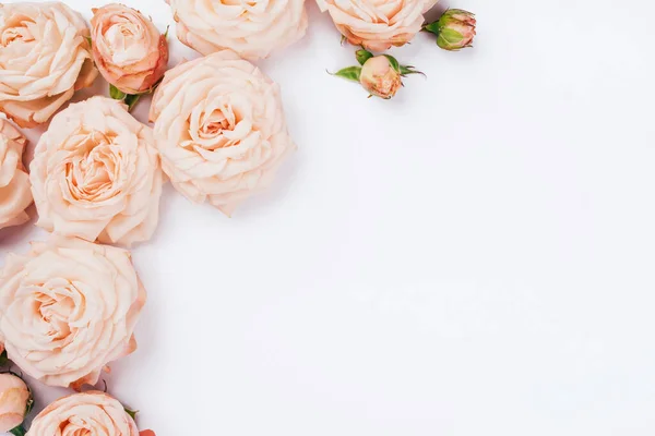 Fondo de primavera. Flores rosas sobre un fondo blanco. — Foto de Stock