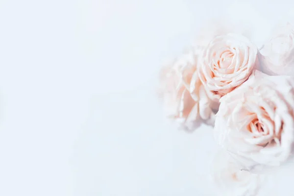 Delicate pastel background with blooming roses. — Stock Photo, Image