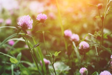 Yaz zamanı. Güneşli bir günbatımının arka planında güzel bir yonca.