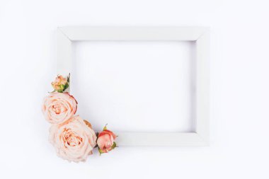 Bahar arka planı. Beyaz arka planda gül çiçekleri.