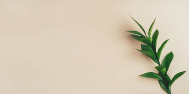 Bej arkaplanda taze yeşil bir dal.