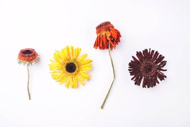 Beyaz arkaplanda kuru Gerbera çiçek deseni.