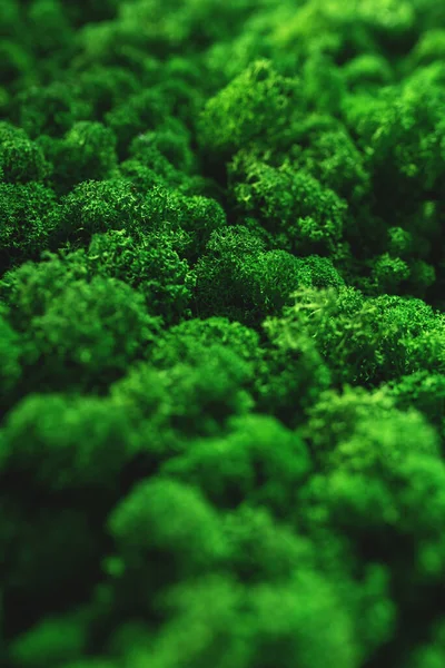 stock image Surface of stabilized moss close-up.