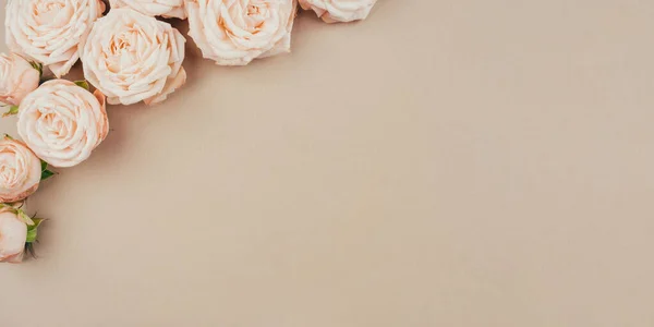 Fondo de primavera. Flores de color rosa sobre fondo beige. — Foto de Stock