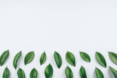 Taze yeşil yapraklardan yapılmış doğal bir arka plan..