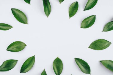 Taze yeşil yapraklardan yapılmış doğal bir arka plan..