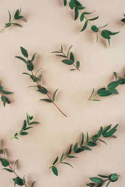 Okaliptüsün taze yeşil dallarından yaratılan doğal arka plan.