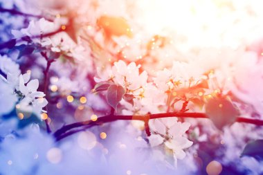 Güzel elma çiçeği. Yumuşak odaklı bahar arkaplanı.