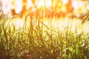 Güneş ışınlarındaki taze bahar çimenleri.