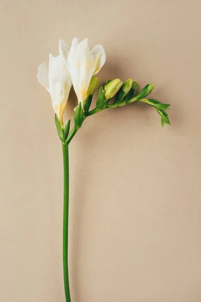 Квітковий фон. Одна квітка фрезії на бежевому фоні . — стокове фото