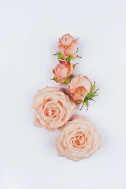 Bahar arka planı. Beyaz arka planda gül çiçekleri.