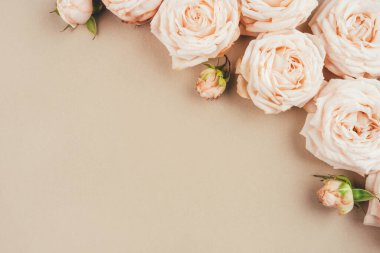 Bahar arka planı. Bej arkaplanda gül çiçekleri.