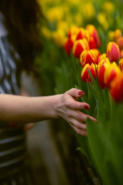 Chica Trabajadora Con Tulipanes Hermosa Joven Sonriente Trabajadora Con Flores —  Fotos de Stock