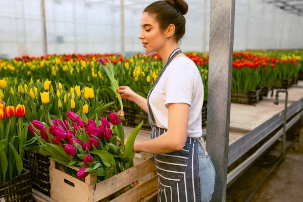 Girl worker with tulips,Beautiful young smiling girl, worker with flowers in greenhouse. Concept work in the greenhouse, flowers. Copy space  stock image