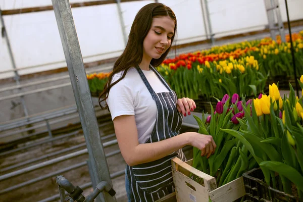 Girl worker with tulips,Beautiful young smiling girl, worker with flowers in greenhouse. Concept work in the greenhouse, flowers. Copy space  stock image