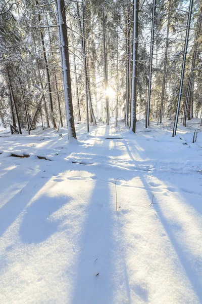 Sunshine in winter forest