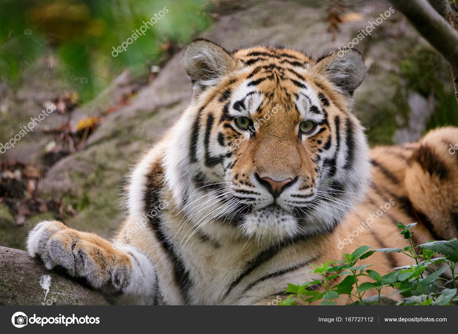 西伯利亚虎在灌木丛中休息照片摄影图片_ID:307806218-Veer图库