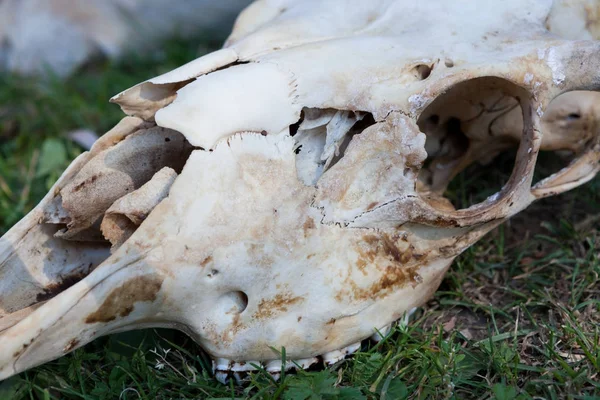 Animal skull on grass