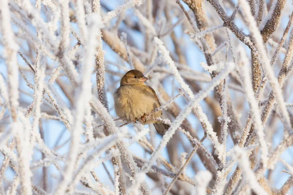 Sparrow sitting in frost bush