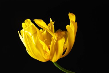 Siyah arkaplanda sarı lale