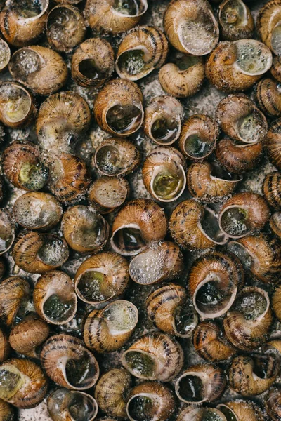 Widok z góry tacy ślimaków przygotowanych do gotowania — Zdjęcie stockowe