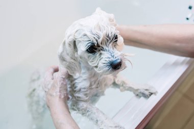 Küçük köpeğiyle ilgilenen bir kadın. Duşun altında güzel bir Malta sosu yıkıyorum. Hayvanlar hijyen kavramı.