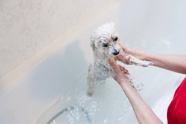 Evde küçük bir köpeğe duş aldırmak. Küvette malta yıkayan bir kadın.