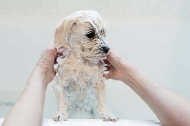 Köpeği küvette yıkamak. Bir kadın evdeki tuvalette Malta 'yı yıkıyor.