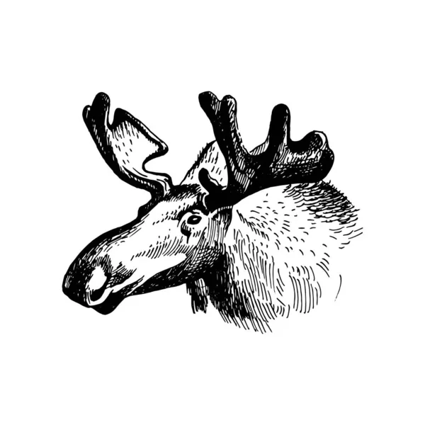 Cabeza de alce con enorme cornamenta ilustración vector boceto aislado sobre fondo blanco . — Archivo Imágenes Vectoriales